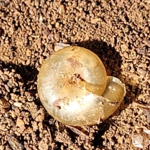 Brevisentis atratus at Bungonia, NSW - 15 May 2023