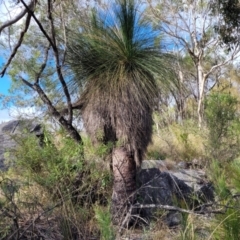 Xanthorrhoea glauca subsp. angustifolia (Grey Grass-tree) - 1 Jan 1900 by trevorpreston