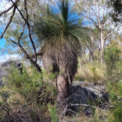 Xanthorrhoea glauca subsp. angustifolia (Grey Grass-tree) - 1 Jan 1900 by trevorpreston