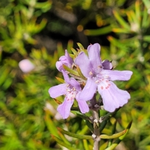 Westringia eremicola at Bungonia, NSW - 15 May 2023