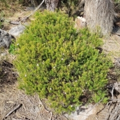 Westringia eremicola at Bungonia, NSW - 15 May 2023