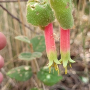 Correa reflexa var. reflexa at Bungonia, NSW - 15 May 2023 11:31 AM