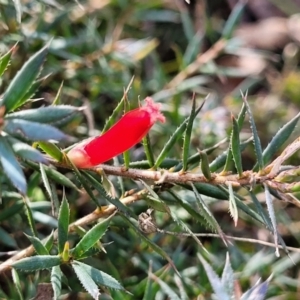 Astroloma humifusum at Bungonia, NSW - 15 May 2023