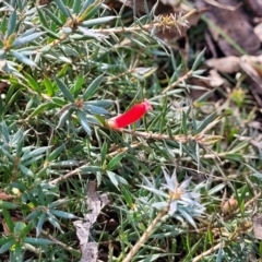 Astroloma humifusum at Bungonia, NSW - 15 May 2023