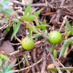 Astroloma humifusum at Bungonia, NSW - 15 May 2023