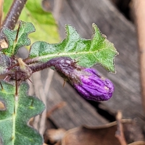 Solanum prinophyllum at Bungonia, NSW - 15 May 2023 11:26 AM