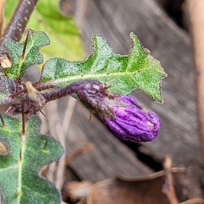 Solanum prinophyllum (Forest Nightshade) at Bungonia, NSW - 15 May 2023 by trevorpreston