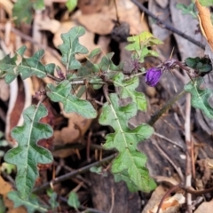 Solanum prinophyllum at Bungonia, NSW - 15 May 2023