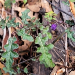 Solanum prinophyllum at Bungonia, NSW - 15 May 2023 11:26 AM