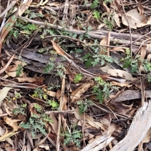 Solanum prinophyllum at Bungonia, NSW - 15 May 2023 11:26 AM