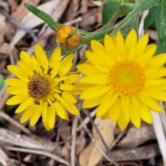 Xerochrysum bracteatum (Golden Everlasting) at Bungonia, NSW - 15 May 2023 by trevorpreston