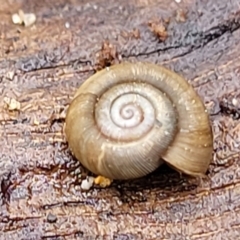 Elsothera funerea (Grim Reaper Pinwheel Snail) at Bungonia, NSW - 15 May 2023 by trevorpreston