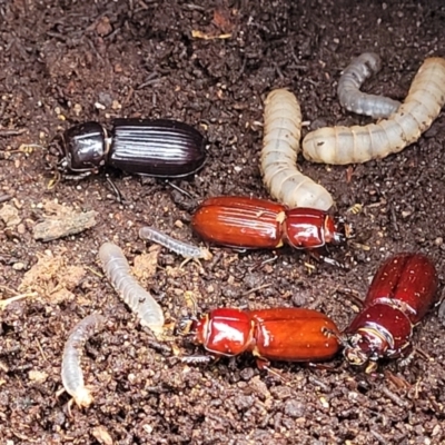 Aulacocyclus edentulus (Passalid beetle) at Bungonia, NSW - 15 May 2023 by trevorpreston