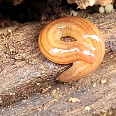 Fletchamia quinquelineata (Five-striped flatworm) at Bungonia, NSW - 15 May 2023 by trevorpreston