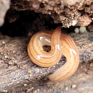 Fletchamia quinquelineata at Bungonia, NSW - 15 May 2023 11:08 AM