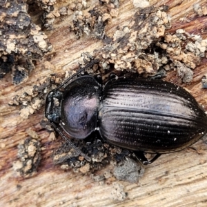 Adelium subdepressum at Bungonia, NSW - 15 May 2023