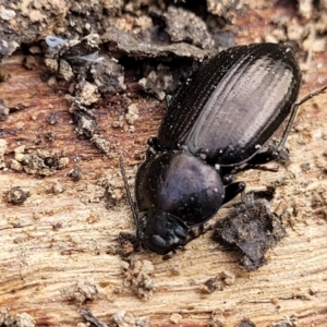 Adelium subdepressum at Bungonia, NSW - 15 May 2023