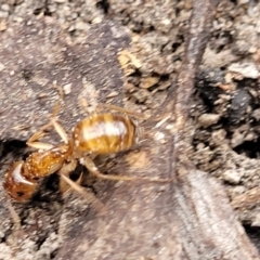 Camponotus sp. (genus) at Bungonia, NSW - 15 May 2023