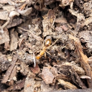 Camponotus sp. (genus) at Bungonia, NSW - 15 May 2023