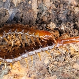 Cormocephalus sp.(genus) at Bungonia, NSW - 15 May 2023