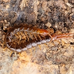 Cormocephalus sp.(genus) at Bungonia, NSW - 15 May 2023