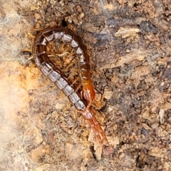 Cormocephalus sp.(genus) at Bungonia, NSW - 15 May 2023