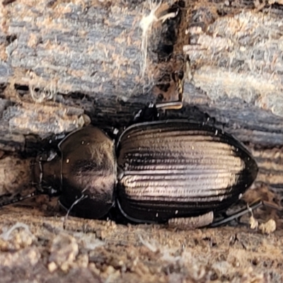 Adelium subdepressum (Darkling Beetle) at Bungonia, NSW - 15 May 2023 by trevorpreston