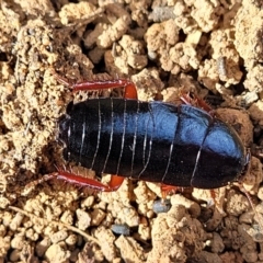 Platyzosteria similis (Red-legged litter runner) at Bungonia, NSW - 15 May 2023 by trevorpreston