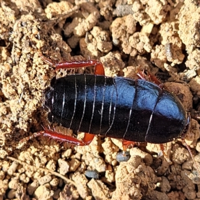 Platyzosteria similis (Red-legged litter runner) at Bungonia, NSW - 15 May 2023 by trevorpreston