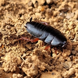 Platyzosteria similis at Bungonia, NSW - 15 May 2023