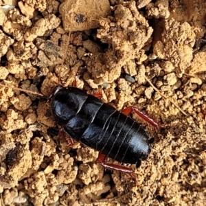 Platyzosteria similis at Bungonia, NSW - 15 May 2023