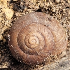 Pommerhelix sp. (genus) (A land snail) at Bungonia, NSW - 15 May 2023 by trevorpreston