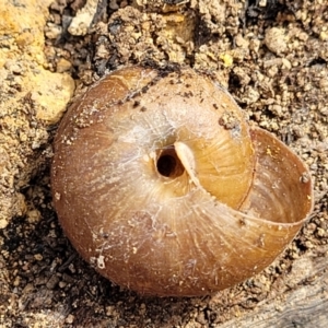 Pommerhelix sp. (genus) at Bungonia, NSW - 15 May 2023