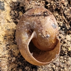 Pommerhelix sp. (genus) at Bungonia, NSW - 15 May 2023 10:41 AM