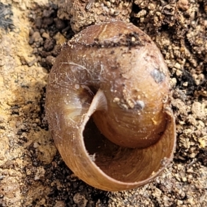 Pommerhelix sp. (genus) at Bungonia, NSW - 15 May 2023