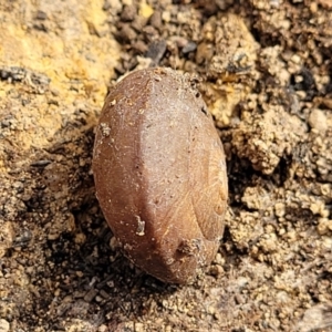 Pommerhelix sp. (genus) at Bungonia, NSW - 15 May 2023