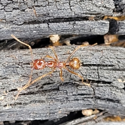 Aphaenogaster longiceps (Funnel ant) at Bungonia, NSW - 15 May 2023 by trevorpreston