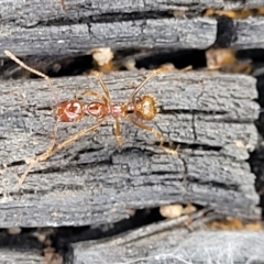 Aphaenogaster longiceps at Bungonia, NSW - 15 May 2023