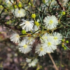 Acacia genistifolia (Early Wattle) at Bungonia, NSW - 15 May 2023 by trevorpreston