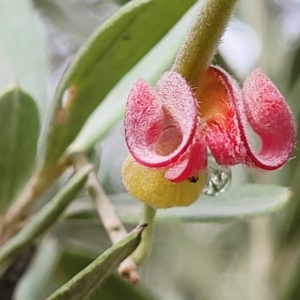 Grevillea arenaria subsp. arenaria at Bungonia, NSW - 15 May 2023