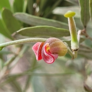 Grevillea arenaria subsp. arenaria at Bungonia, NSW - 15 May 2023