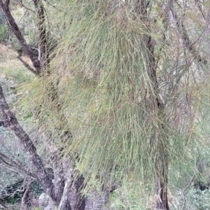 Allocasuarina littoralis at Bungonia, NSW - 15 May 2023