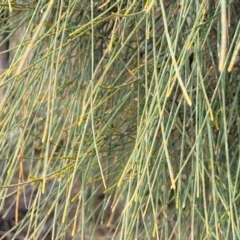 Allocasuarina littoralis at Bungonia, NSW - 15 May 2023