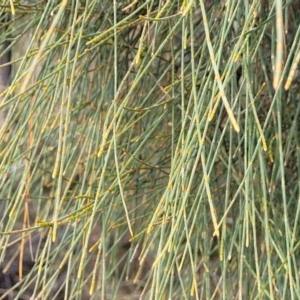 Allocasuarina littoralis at Bungonia, NSW - 15 May 2023 10:30 AM