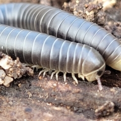 Spirobolida (order) (Spirobolid millipede) at Goulburn Mulwaree Council - 15 May 2023 by trevorpreston