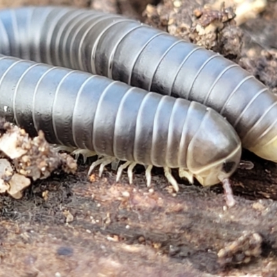 Spirobolida (order) (Spirobolid millipede) at Goulburn Mulwaree Council - 15 May 2023 by trevorpreston