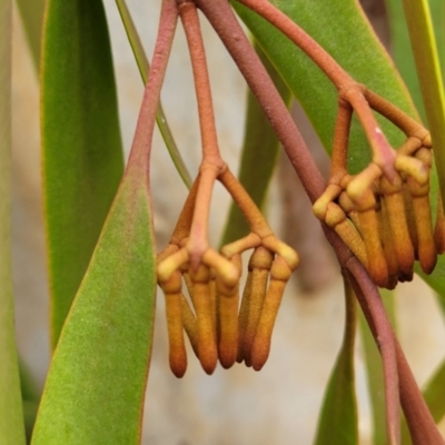 Amyema pendula subsp. pendula (Drooping Mistletoe) at Goulburn Mulwaree Council - 15 May 2023 by trevorpreston