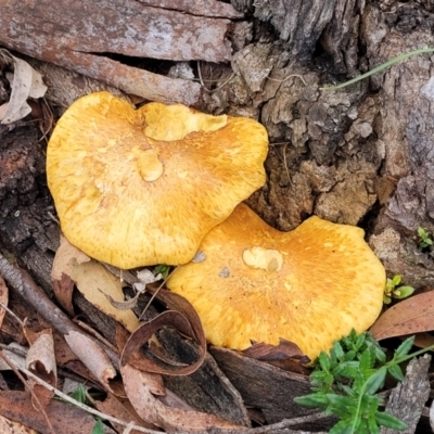 Gymnopilus sp. (Gymnopilus) at Pomaderris Nature Reserve - 14 May 2023 by trevorpreston