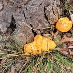 Gymnopilus sp. at Gundary, NSW - 15 May 2023