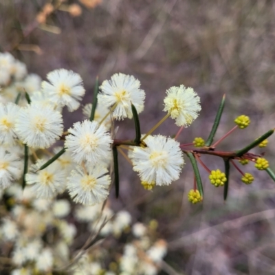 Acacia genistifolia (Early Wattle) at Pomaderris Nature Reserve - 15 May 2023 by trevorpreston